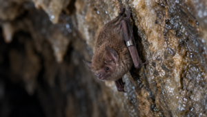 Pour vivre vieilles, ces chauves-souris tuent leurs cellules au lieu de les réparer