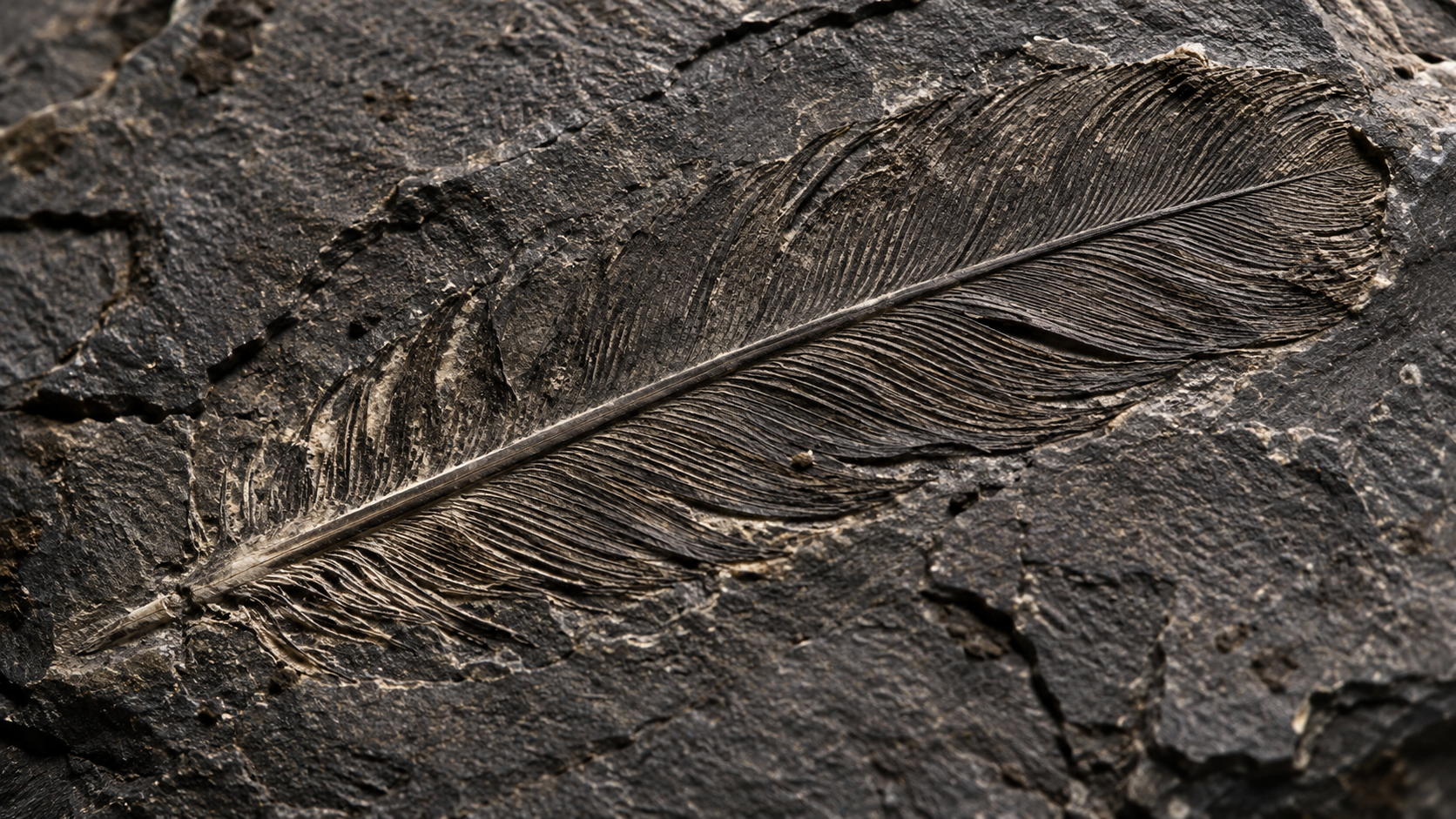 Macro d'une empreinte de plume fossile dans une pierre sombre, barbes fines et rachis central visibles sous une lumière rasante.