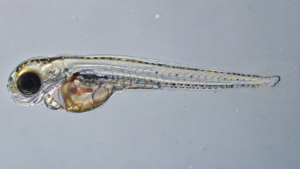 Poisson-zèbre transparent : le corps entier filmé cellule par cellule, du rein au cartilage