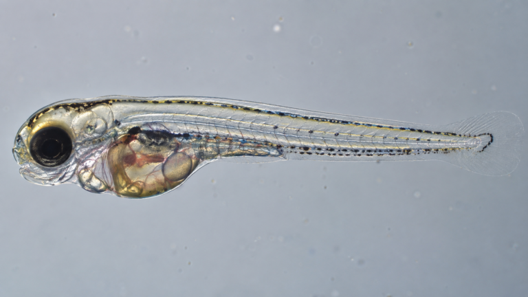Larve de poisson-zèbre transparente sous éclairage de microscope, organes internes visibles par transparence