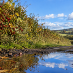 Haie sauvage où se côtoient des baies rouges, des feuilles jaune-vert et le reflet bleu du ciel dans une flaque d’eau.
