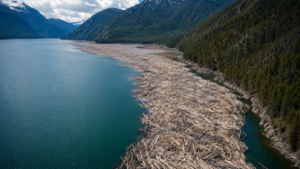 Le lac qui fabrique des îles : ce que le réservoir Williston traîne comme bois depuis 1968