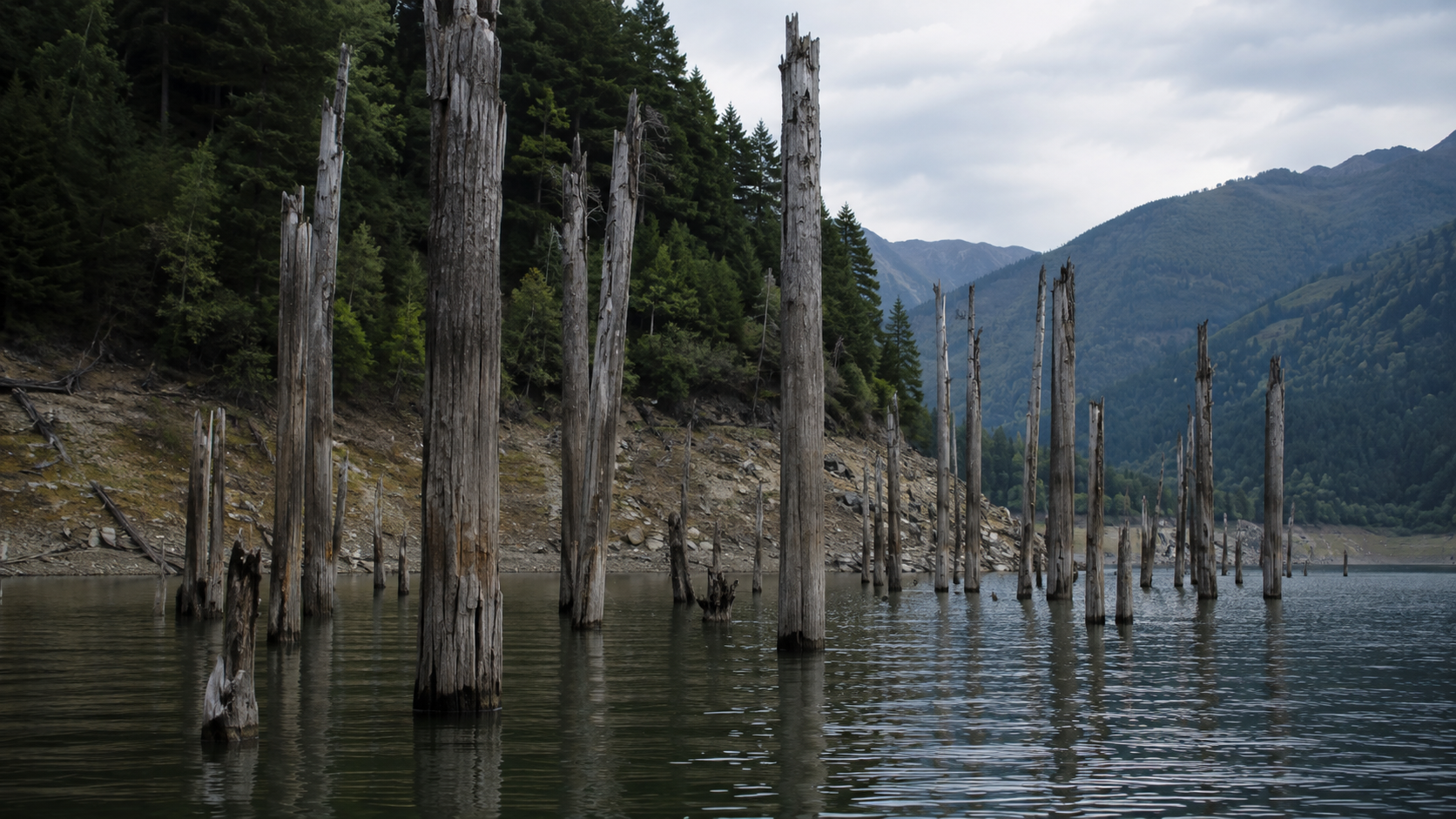 Troncs gris et morts encore debout dans l’eau peu profonde d’un réservoir, cimes brisées, versant boisé au fond.