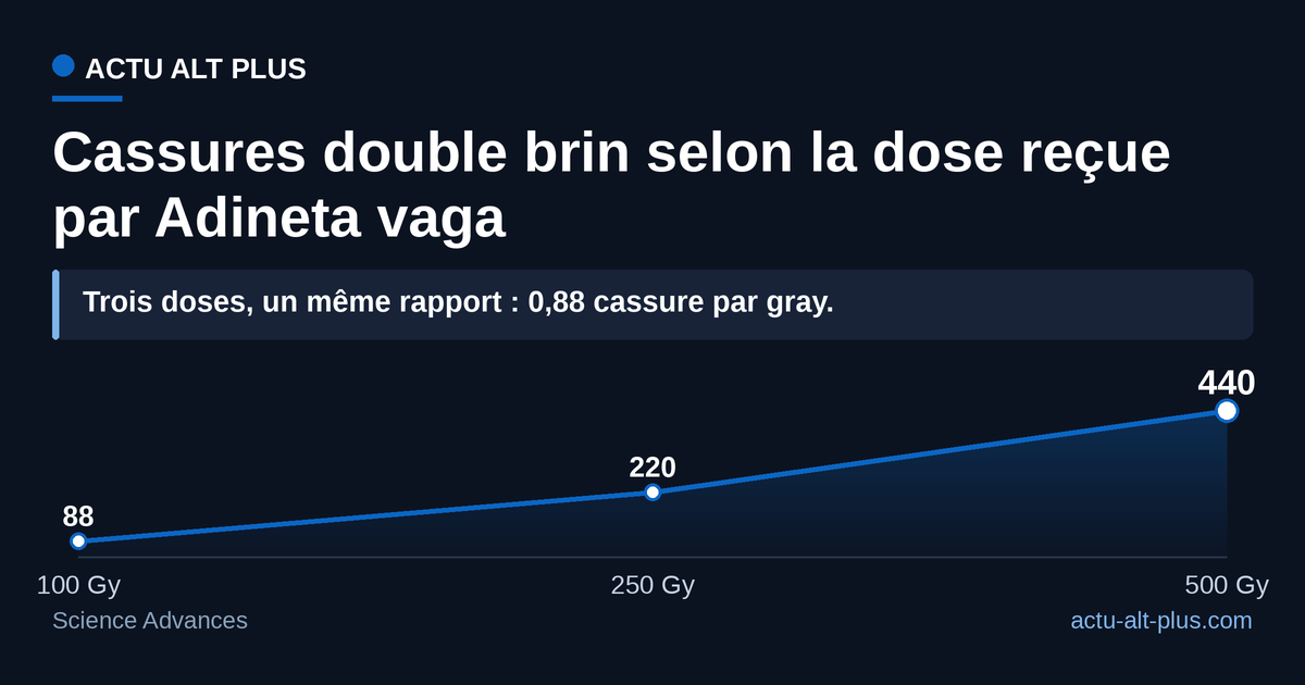 La casse suit la dose sans seuil : 0,88 cassure double brin par gray aux trois paliers testés. Mesures en laboratoire sous faisceau de protons, sur un seul organisme modèle.