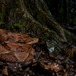 Serpent brun-rougeâtre lové sur la litière humide, la nuit, au pied d’un grand arbre de forêt tropicale.