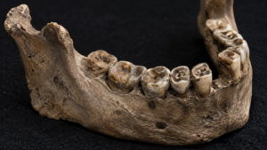 Sur une île indonésienne, des dents gardent la trace de la plus vieille drogue connue