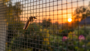 Le virus du Nil occidental circule en Île-de-France, et le moustique tigre n&rsquo;y est pour rien