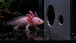 Axolotl : même dans le noir complet, il distingue la grande ouverture de la petite