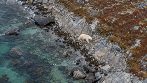 Comment le Canada compte les deux tiers des ours polaires du monde