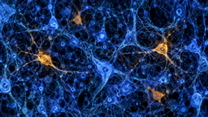 Des cellules de votre mère vivent peut-être dans votre cerveau, parfois devenues neurones