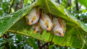 Petites chauves-souris blanches au nez jaune, suspendues sous une grande feuille verte repliée en tente dans un sous-bois tropical.
