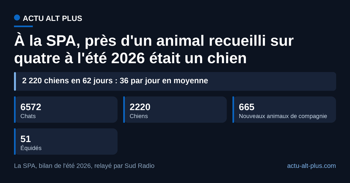 Les chats dominent les entrées de juillet-août 2026, mais 2 220 chiens sont arrivés en deux mois, 36 par jour en moyenne. Bilan d'été de la SPA, toutes structures du réseau.