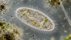 Un cilié ovale couvert de cils fins, vu au microscope dans une goutte d'eau de mare