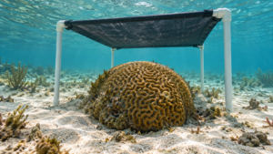 Une petite ombrelle de toile sombre sur cadre de PVC blanc, suspendue à trente centimètres au-dessus d’un corail cerveau, sur un fond sableux peu profond.