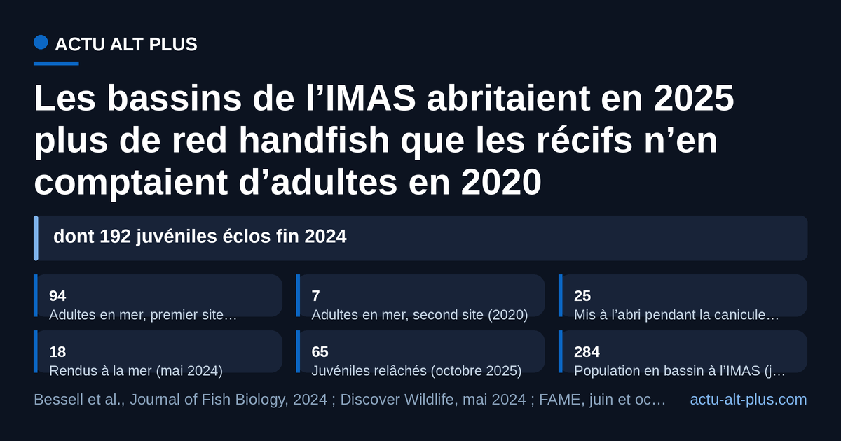 En juin 2025, l’élevage de l’IMAS comptait 284 red handfish, près de trois fois les 101 adultes estimés en mer en 2020.