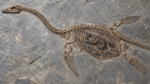 Squelette fossile d’un petit reptile marin à long cou sur une dalle de calcaire gris, une tache sombre visible entre les côtes.