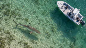 Le requin bordé entend un grondement à 74 mètres et sait de quel côté fuir
