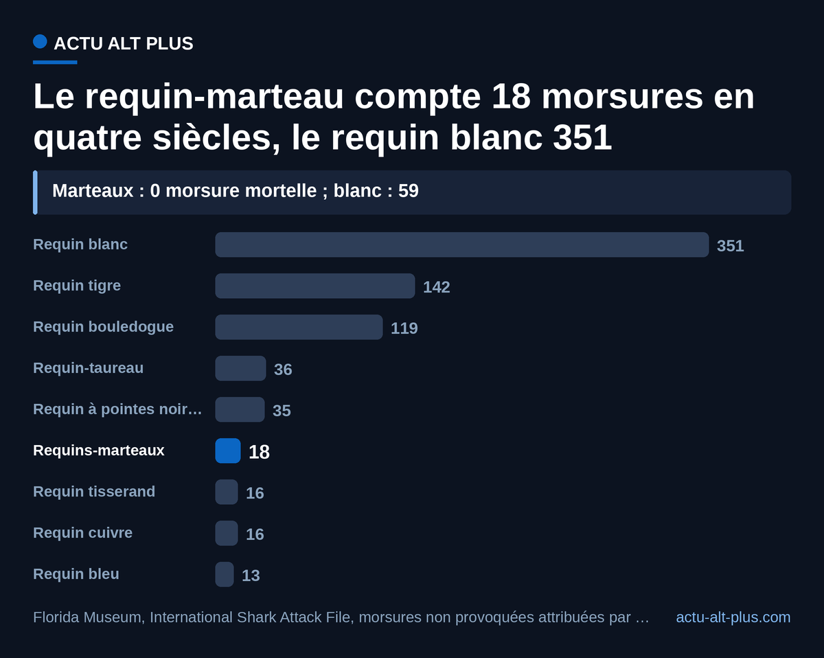 Près de vingt fois moins de morsures que le requin blanc, et aucune mortelle pour le marteau.