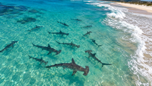 Jusqu’à 100 jeunes requins-marteaux filmés par drone près des plages du Queensland