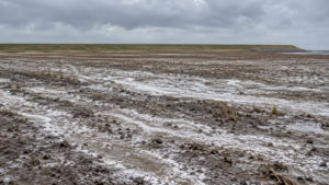 Un champ plat de terres basses après le retrait de l'eau, sol nu strié de traînées blanchâtres, une digue basse à l'horizon sous un ciel gris.